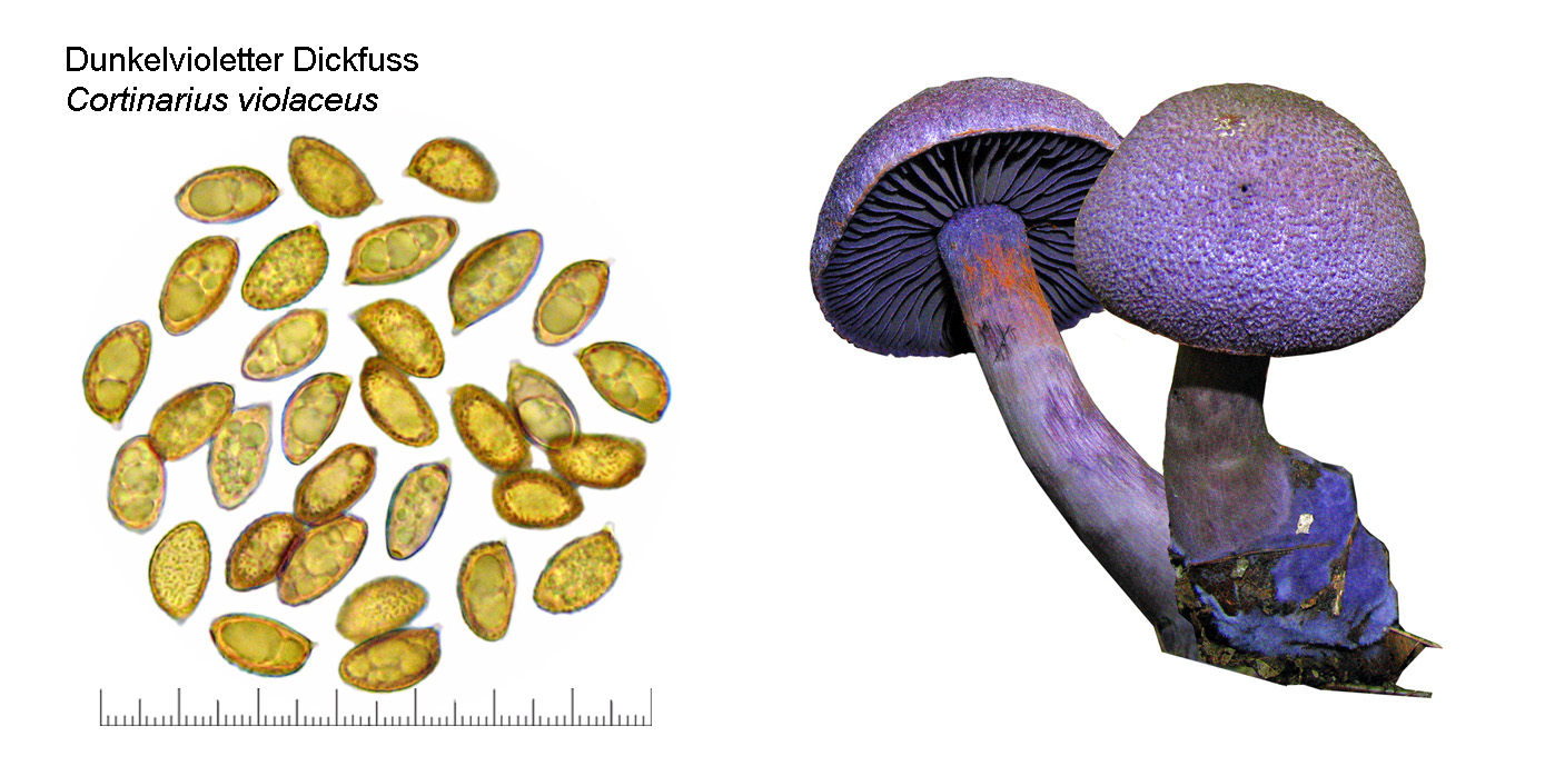 Cortinarius violaceus, Dunkelvioletter Dickfuss