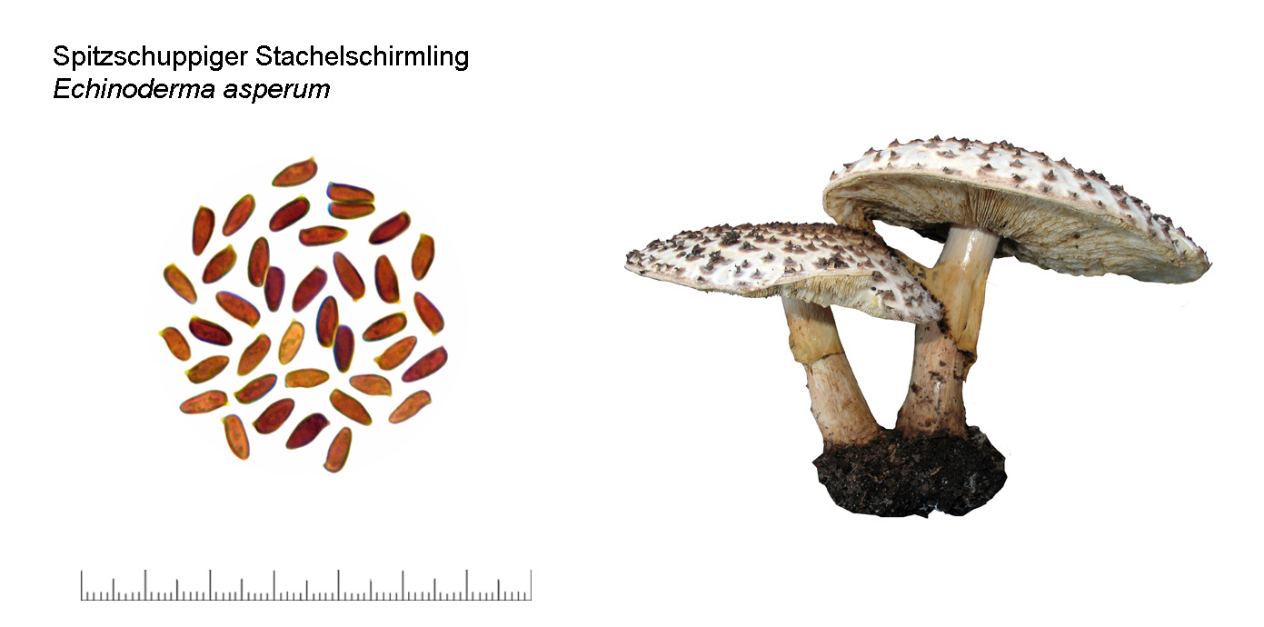 Echinoderma asperum, Spitzschuppioger Stachelschirmling