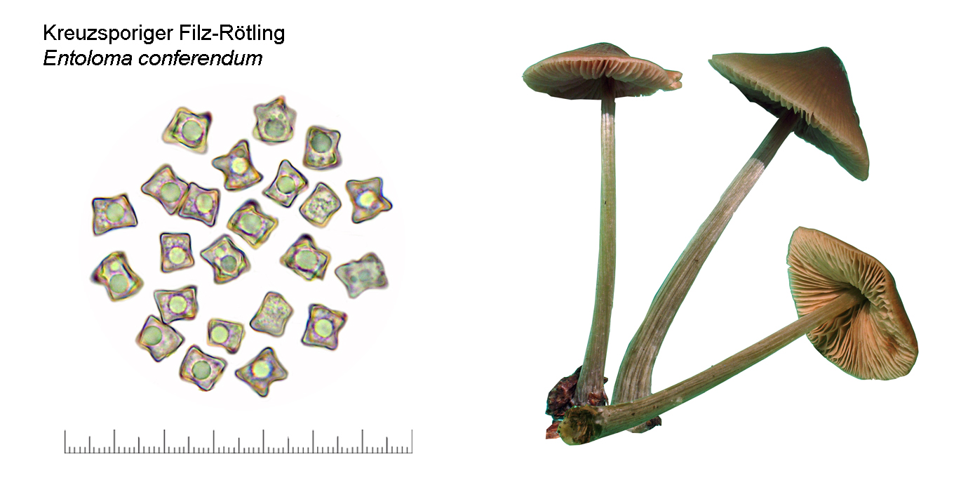 Entoloma conferendum, Kreuzsporiger Filzrtling