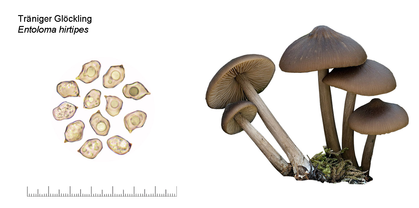 Entoloma hirtipes, Traniger Glckling