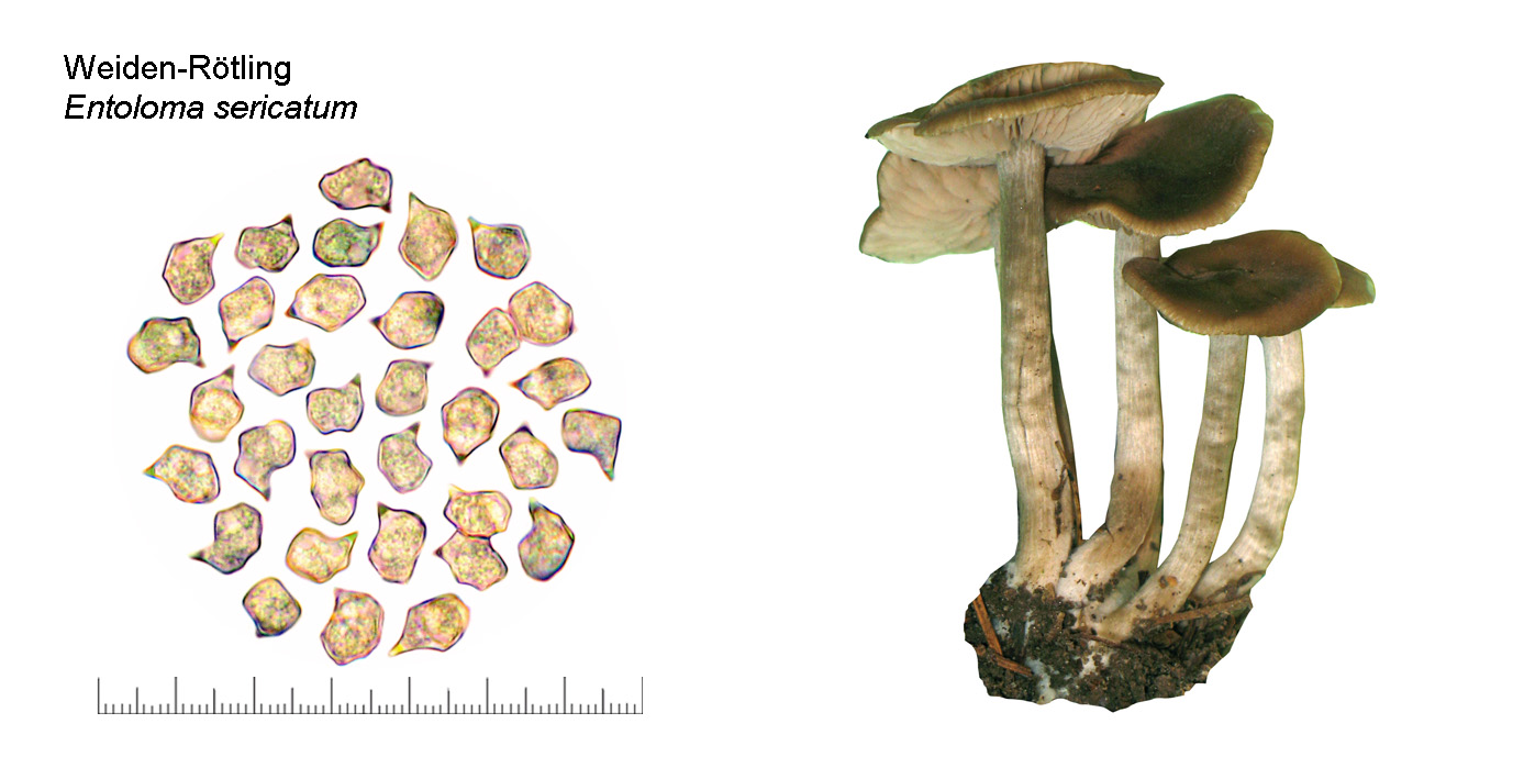 Entoloma sericatum, Weiden-Rtling