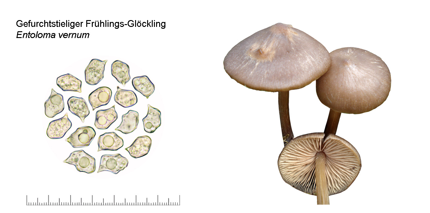 Entoloma vernum, Gefurchtstieliger Frhlingsglckling