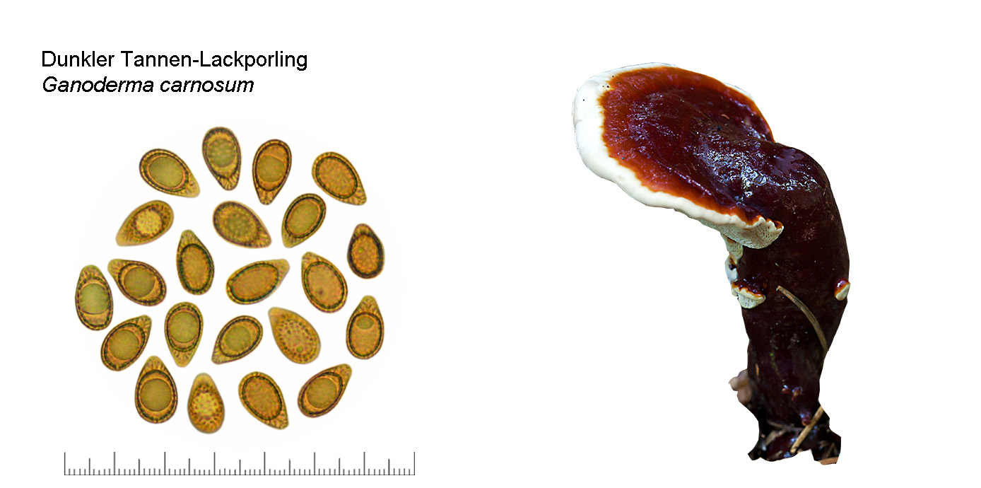 Ganoderma carnosum, Dunkler Tannen-Lackporling
