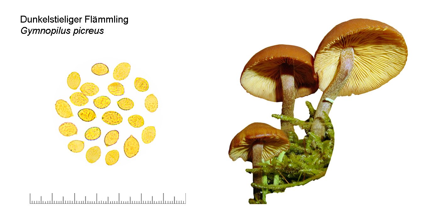 Gymnopilus picreus, Rotbrauner Flmmling