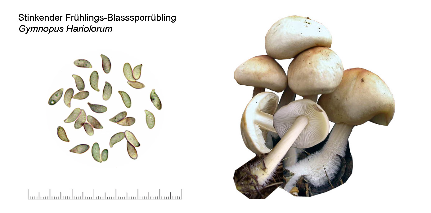 Gymnopus hariolorum, Stinkender Frhlings-Blassspor.