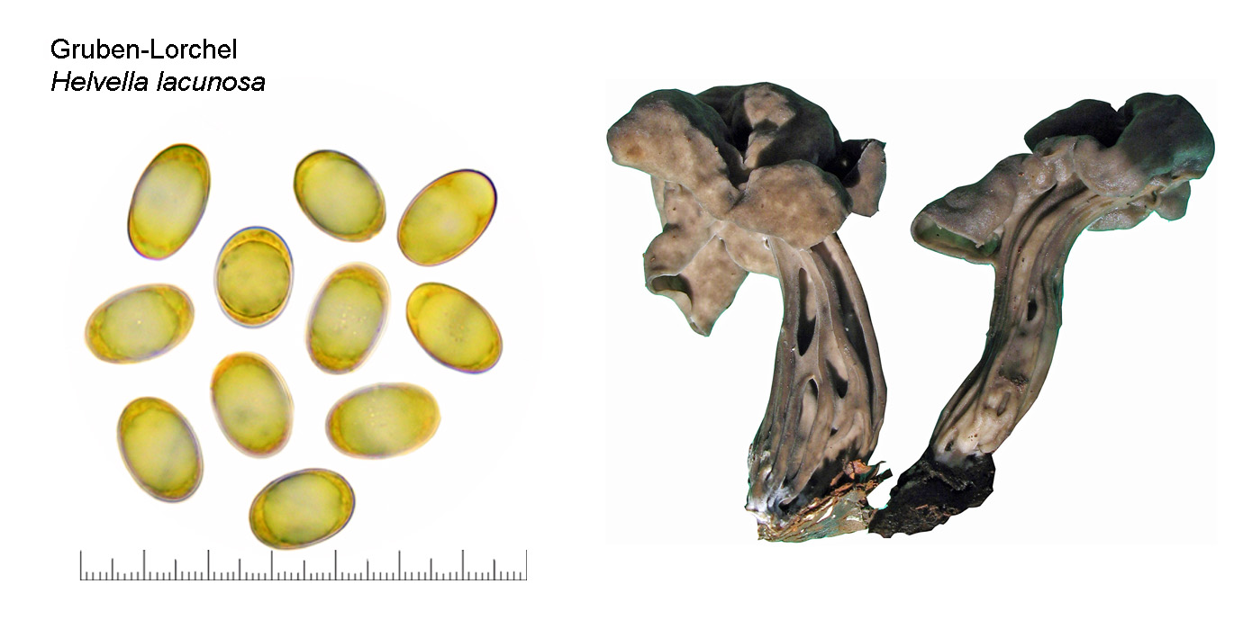 Helvella lacunosa, Gruben-Lorchel