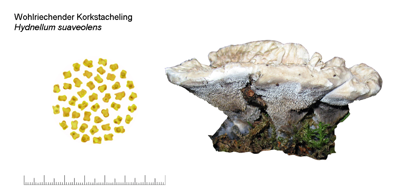 Hydnellum suaveolens, Wohlriechender Korkstacheling