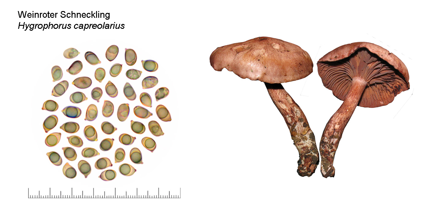 Hygrophorus capreolarius, Weinroter Schneckling