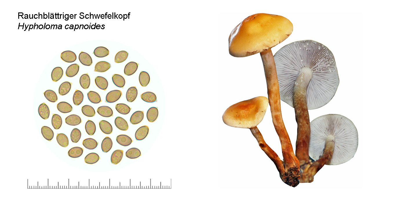 Hypholoma capnoides, Rauchblttriger Schwefelkopf