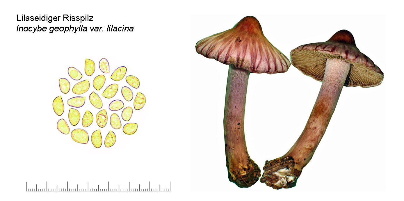 Inocybe geophylla var. lilacina, Lilaseidiger Risspilz