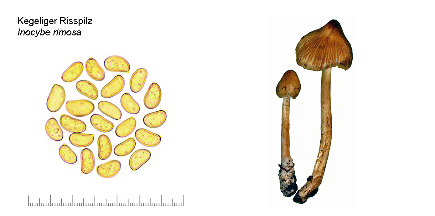 Inocybe rimosa, Kegeliger Risspilz