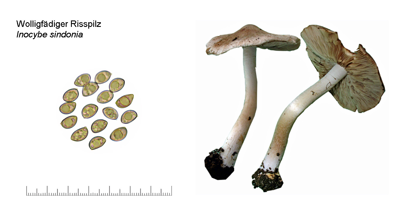 Inocybe sindonia, Wolligfdiger Risspilz