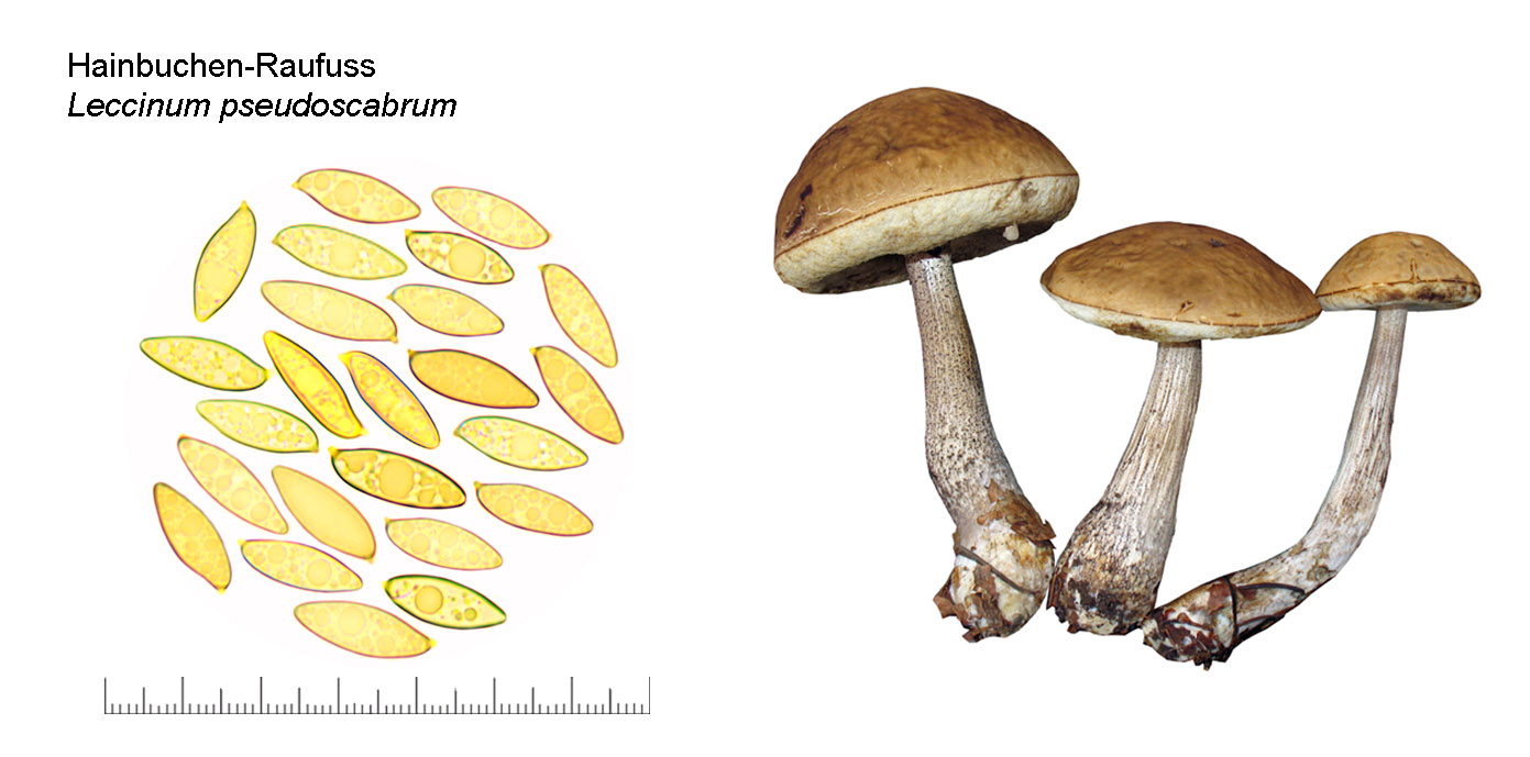 Leccinum pseudoscabrum, Hainbuchen-Raufuss