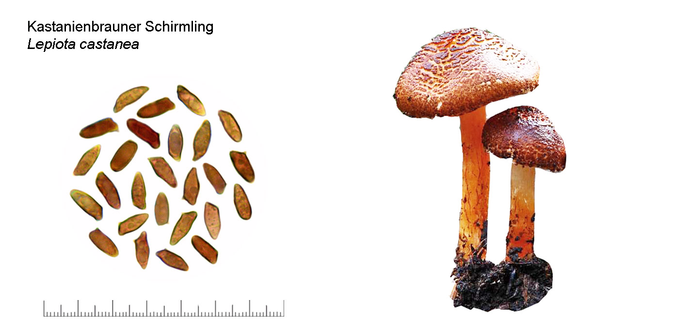 Lepiota castanea, Kastanienbrauner Schirmling