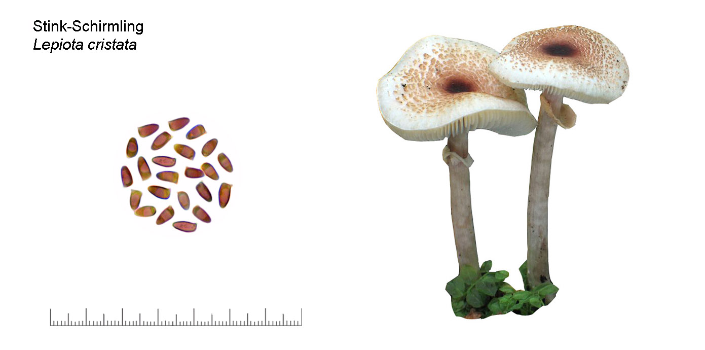 Lepiota cristata, Stinkschirmling