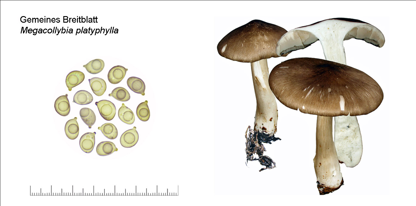 Megacollybia platyphylla, Gemeines Breitblatt