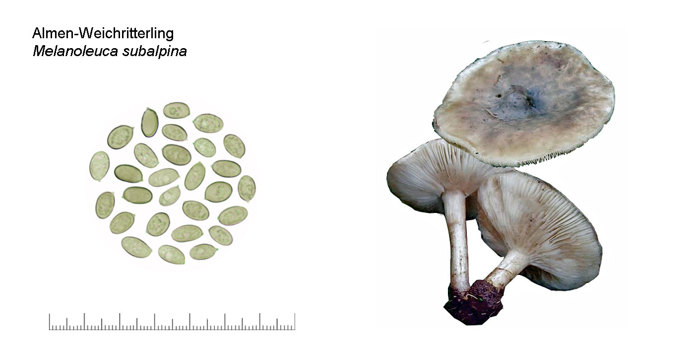 Melanoleuca subalpina, Almen-Weichritterling