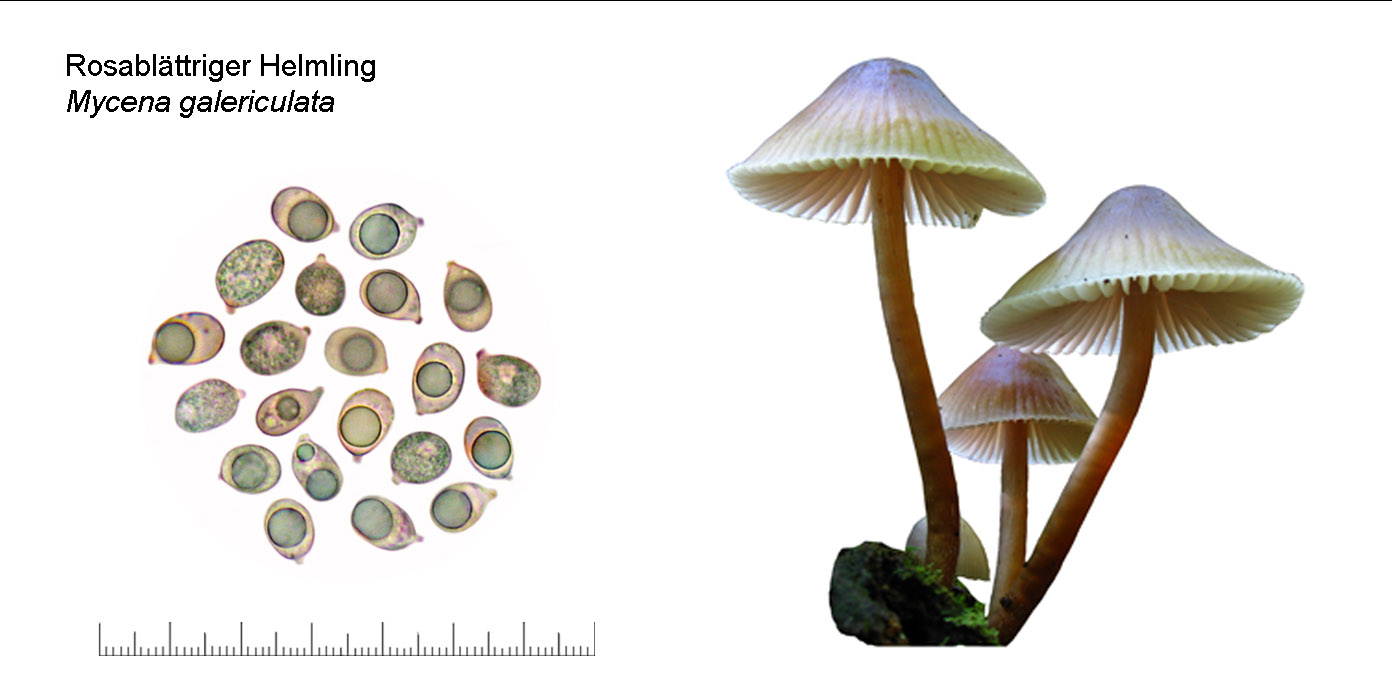 Mycena galericulata, Rosablttriger Helmling