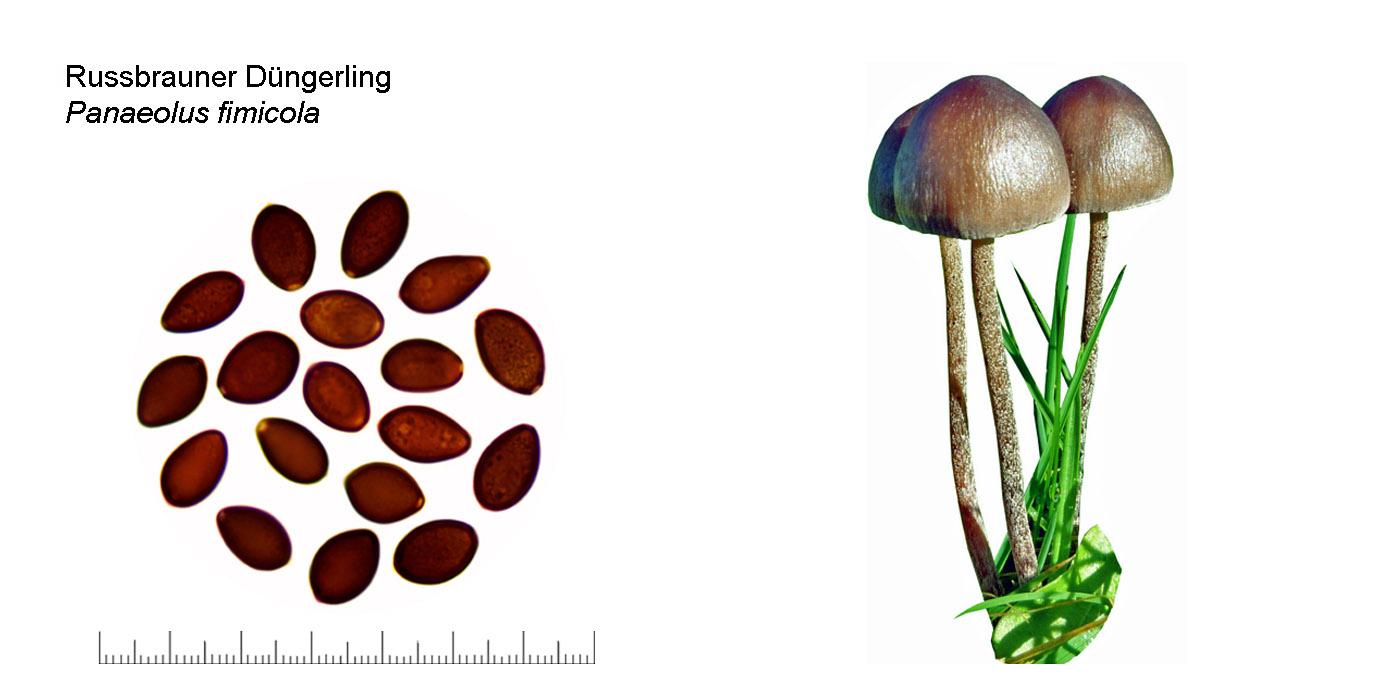 Panaeolus fimicola, Russbrauner Dngerling