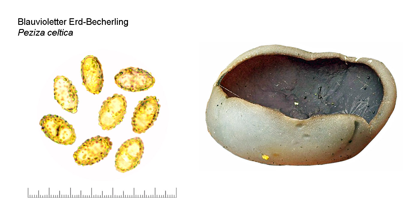 Pachyella celtica, Blauvioletter Erdbecherling