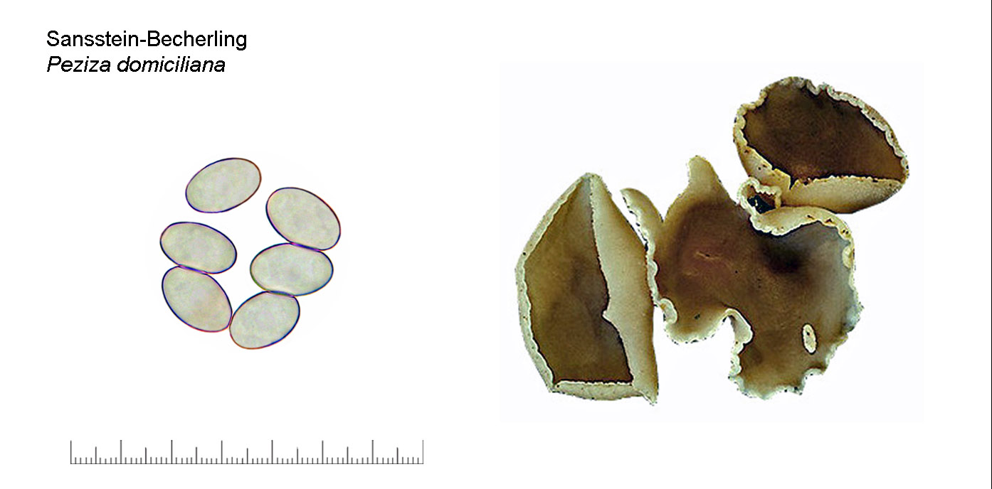 Peziza dominicilia, Sandstein-Becherling