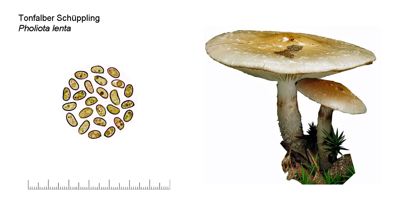 Pholiota lenta , Tonfalber Schppling