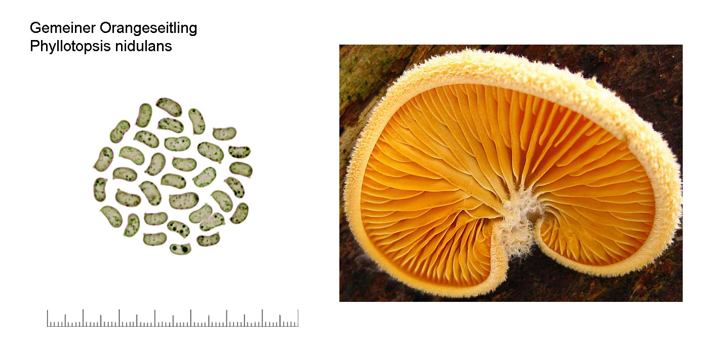 Phyllotopsis nidulans, Gemeiner Orangeseitling