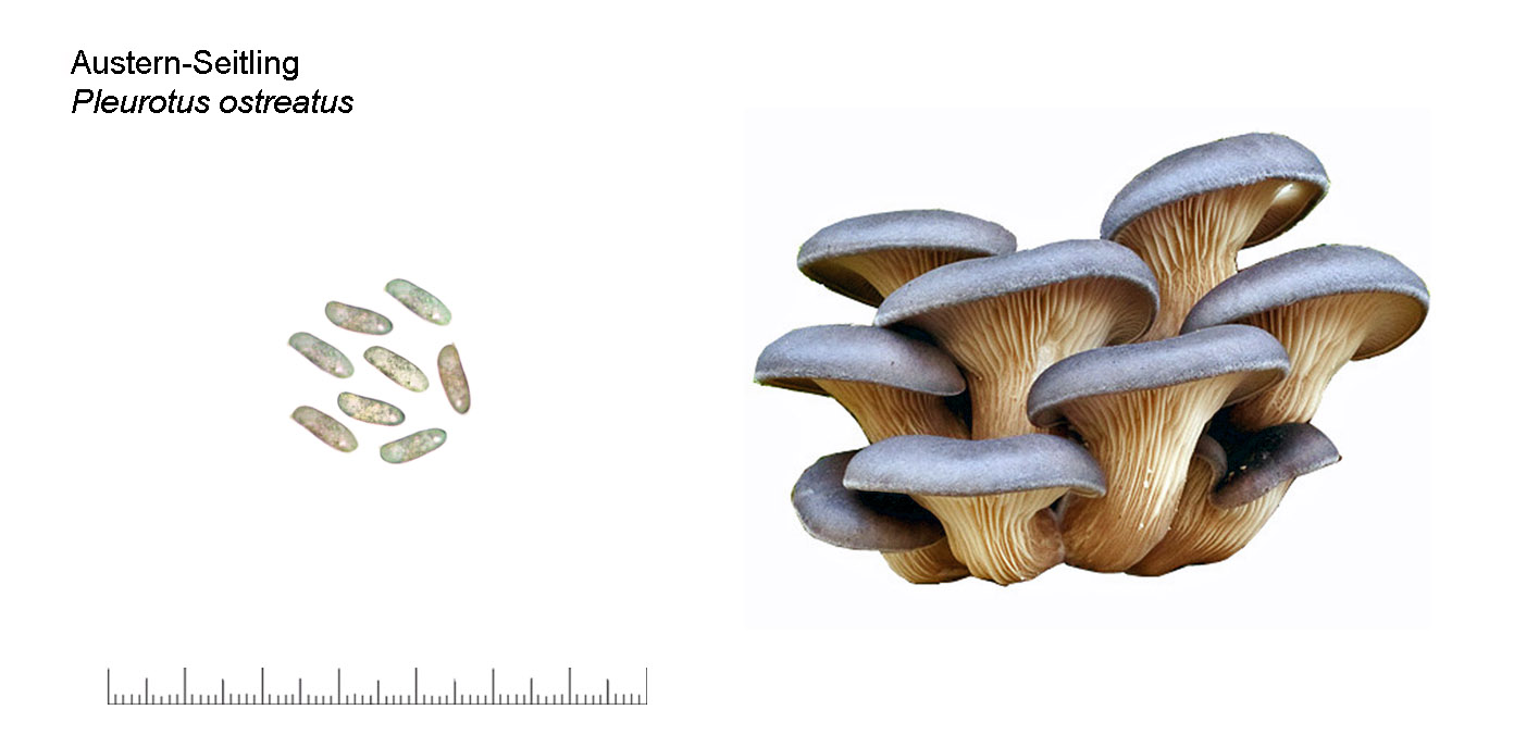 Pleurotus ostreatus, Austern-Seitling