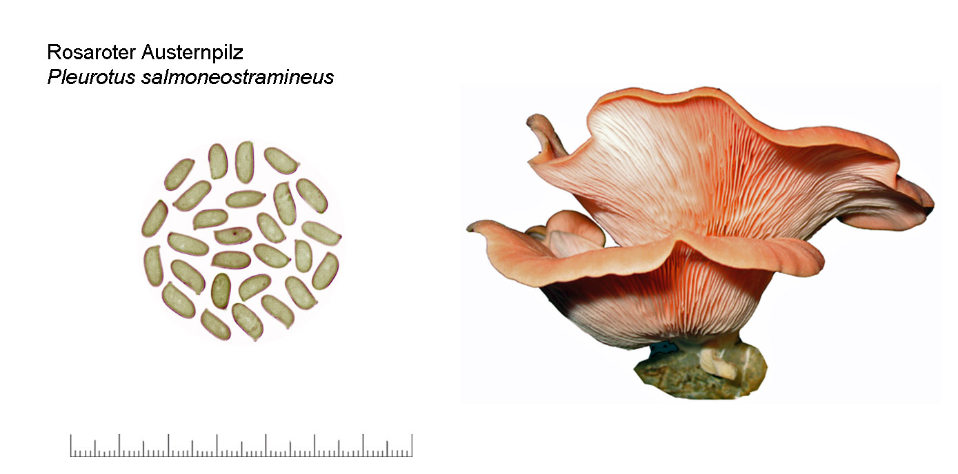 Pleurotus salmoneostramineus, Rosaroter Austernpilz