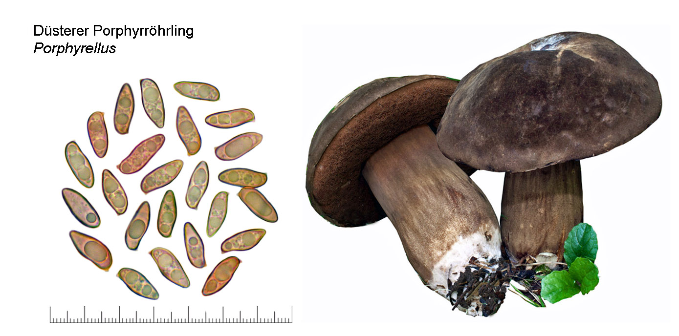 Porphyrellus porphyrosporus, Dsterer Porphyrrhrling