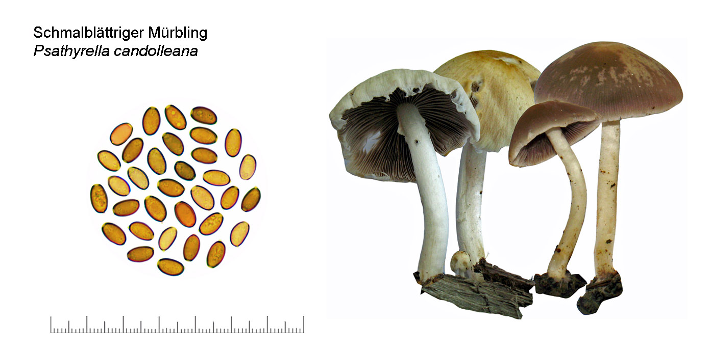 Psathyrella candolleana, Behangene Mrbling