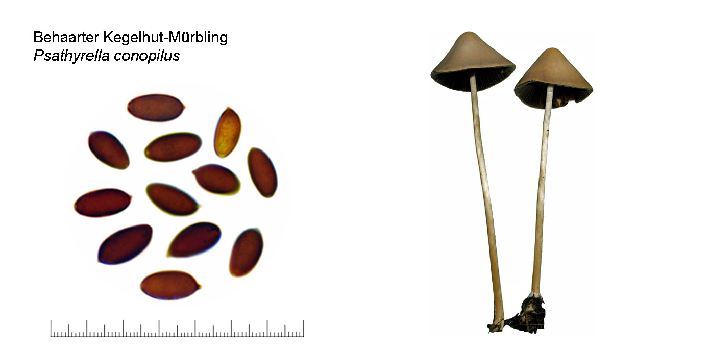 Psathyrella conopilea, Behaarter Kegekhut-Mrbling