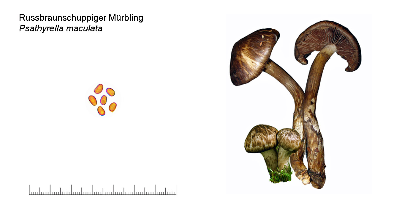 Psathyrella maculata, Russbraunschuppiger Mrbling