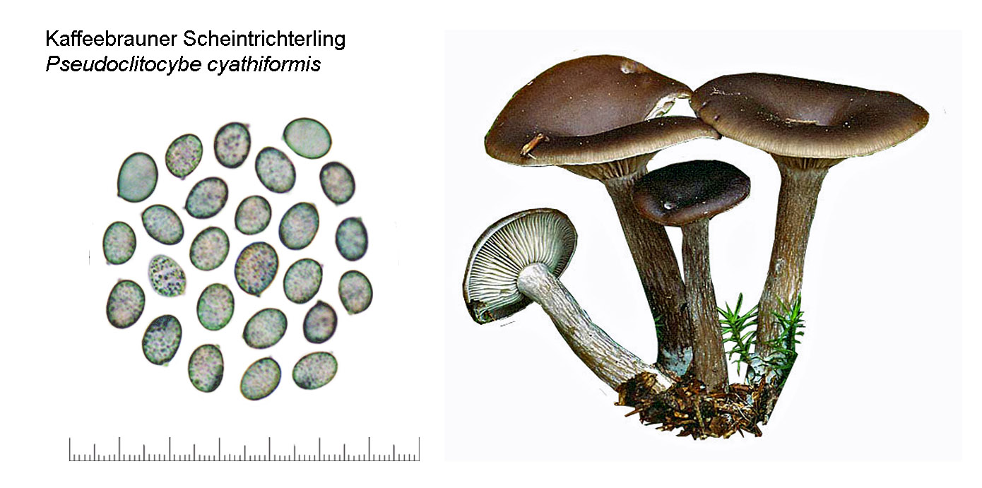 Pseudoclitocybe cyathiformis, Kaffeebrauner Scheintrichterling