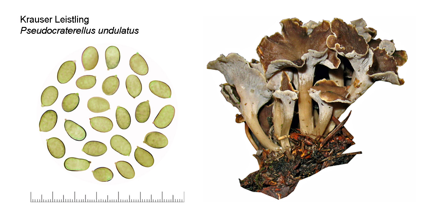 Pseudocraterellus undulatus, Krauser Leistling