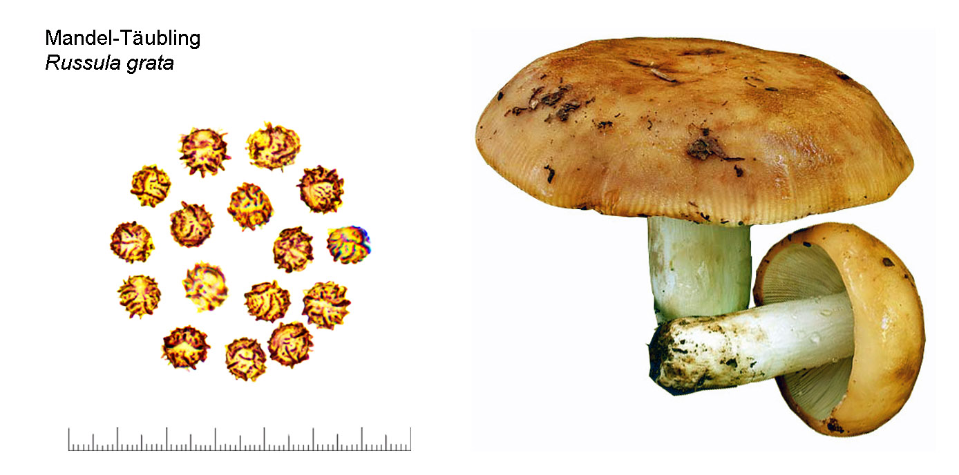 Russula grata, Mandel-Tubling