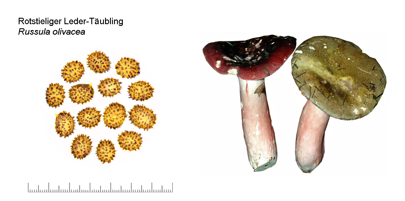 Russula olivacea, Rotstieliger Leder-Täubling