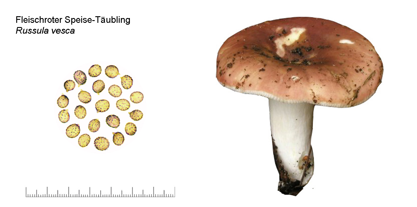 Russula vesca, Fleischroter Speisetubling