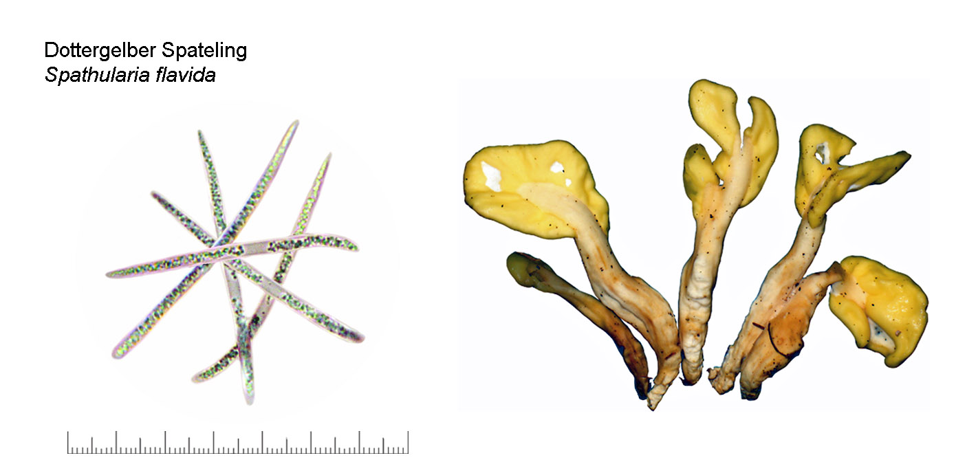 Spathularia flavida, Dottergelber Spateling