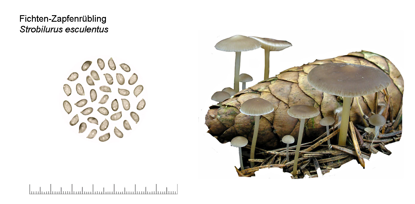 Strobilurus esculentus, Fichtenzapfen-Nagelschwamm
