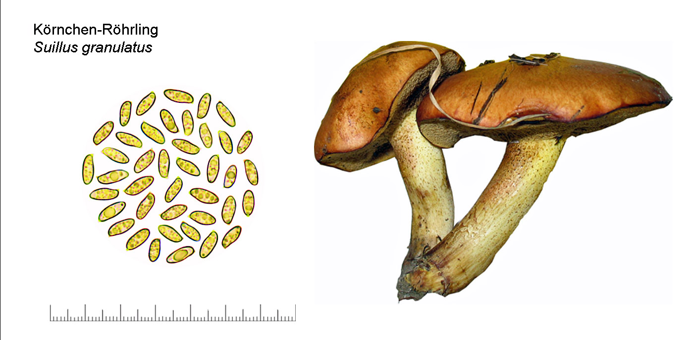 Suillus granulatus, Krnchen- Rhrling