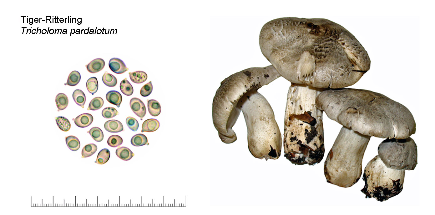 Tricholoma pardalotum, Tiger-Ritterling