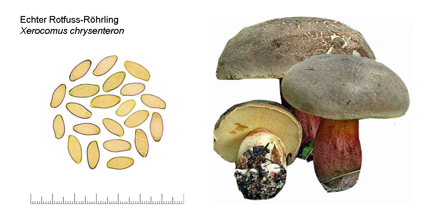 Xerocomellus chrysenteron, Echter Rotfuss-Rhrling