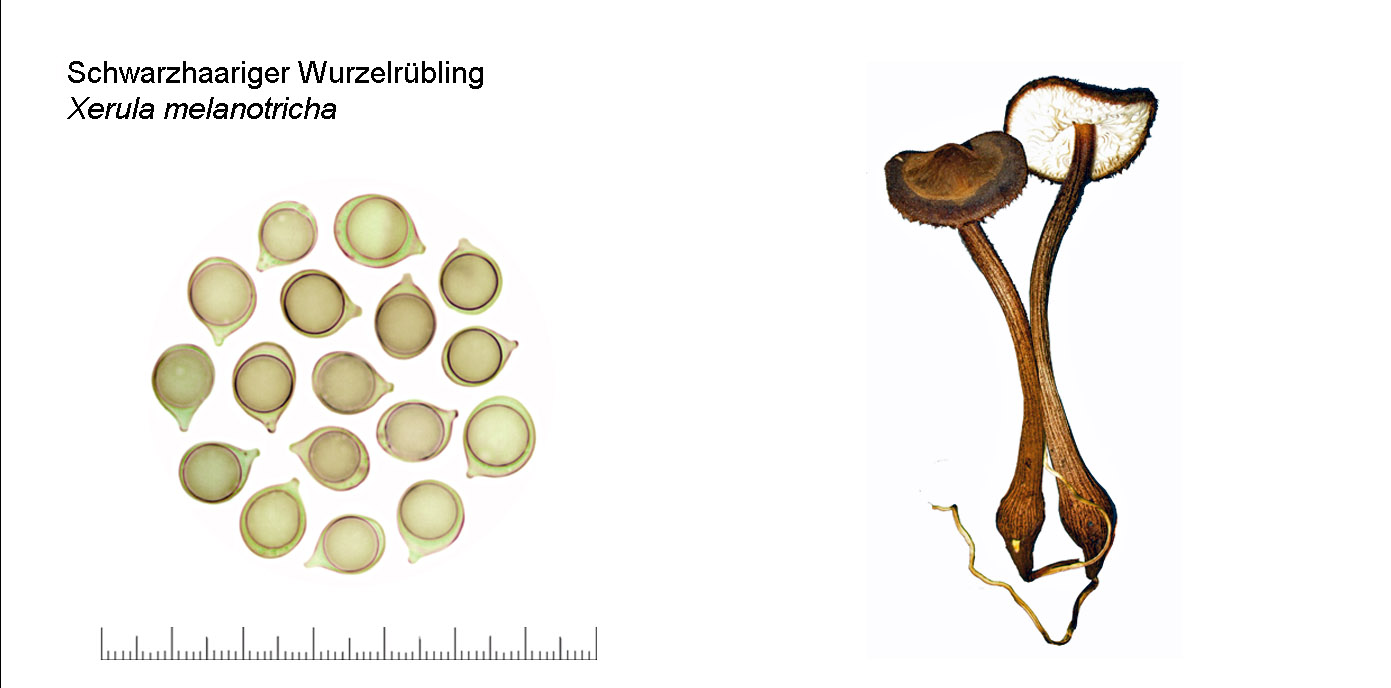 Xerula melanotricha, Schwarzhaariger Wurzelrbling