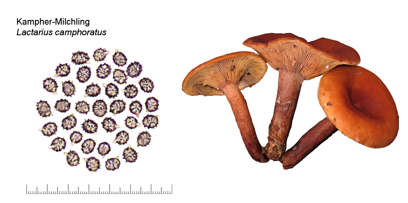 Lactarius camphoratus, Kamfermilchling