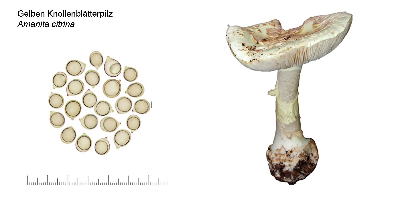 Amanita citrina , Gelber Knollenbltterpilz