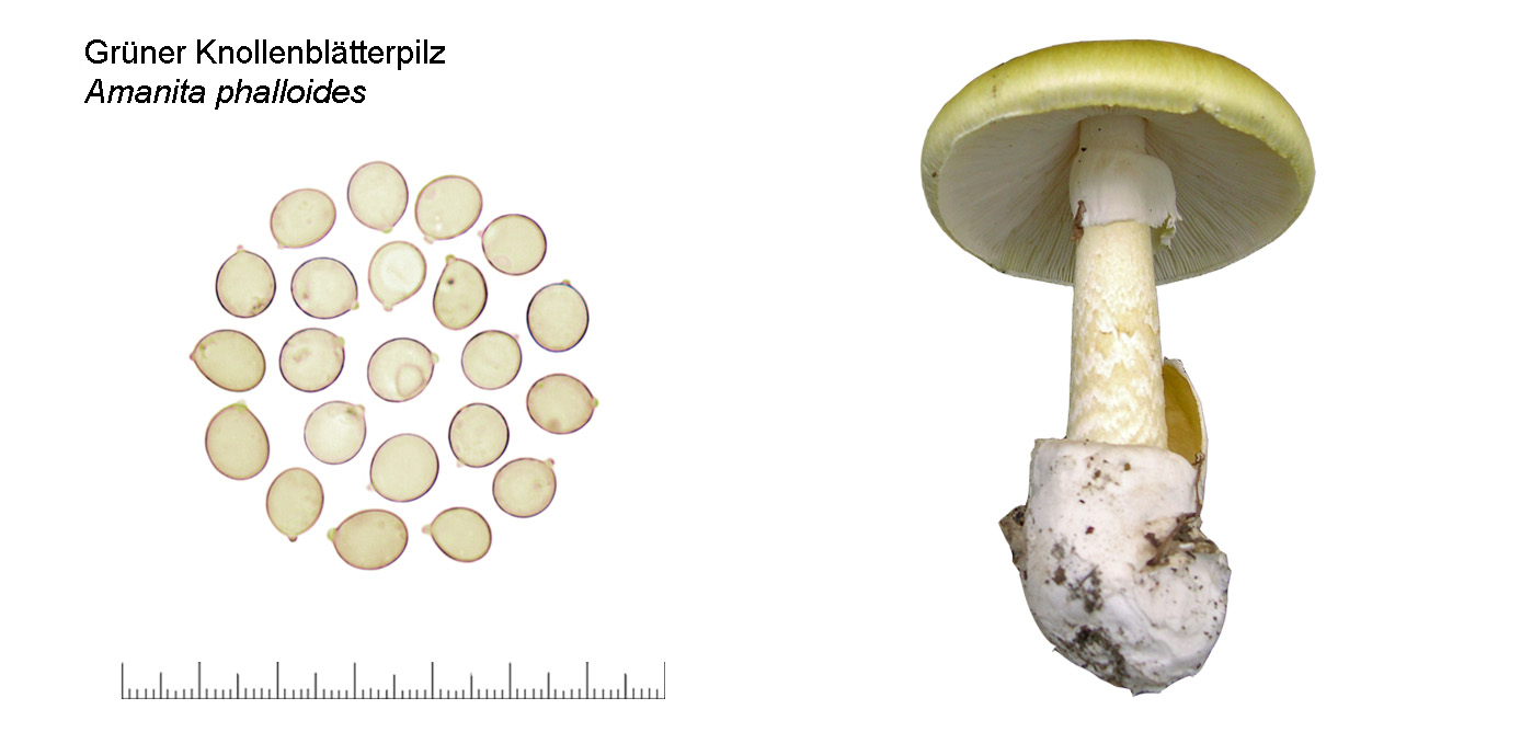 Amanita phalloides, Grner Knollenbltterpilz