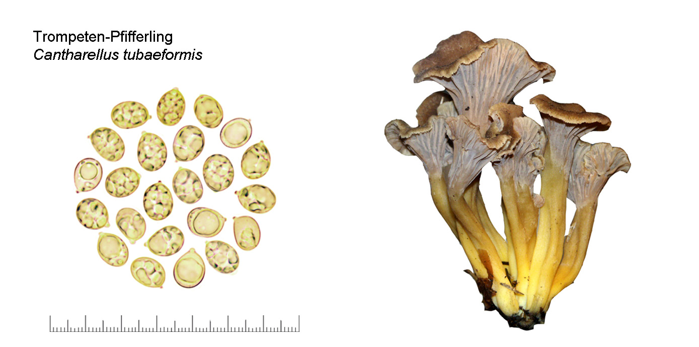 Cantharellus tubaeformis, Trompetenpfifferling