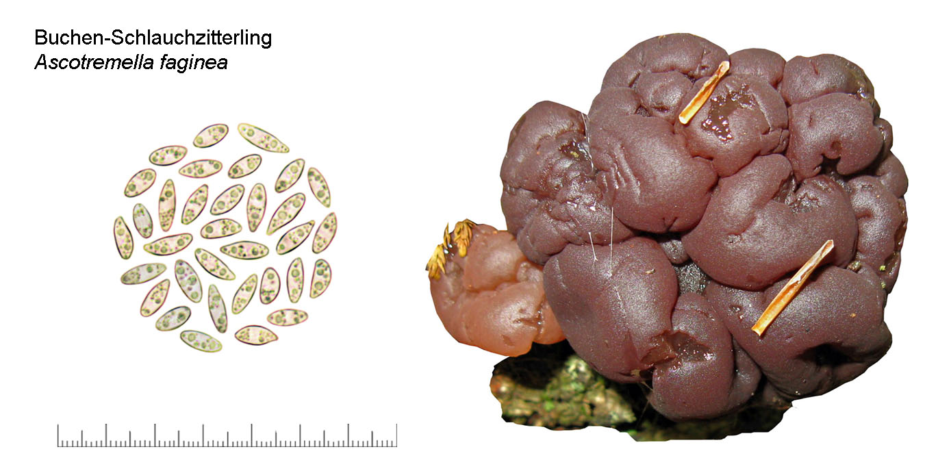 Ascotremella faginea, Buchen Schlauchzitterling