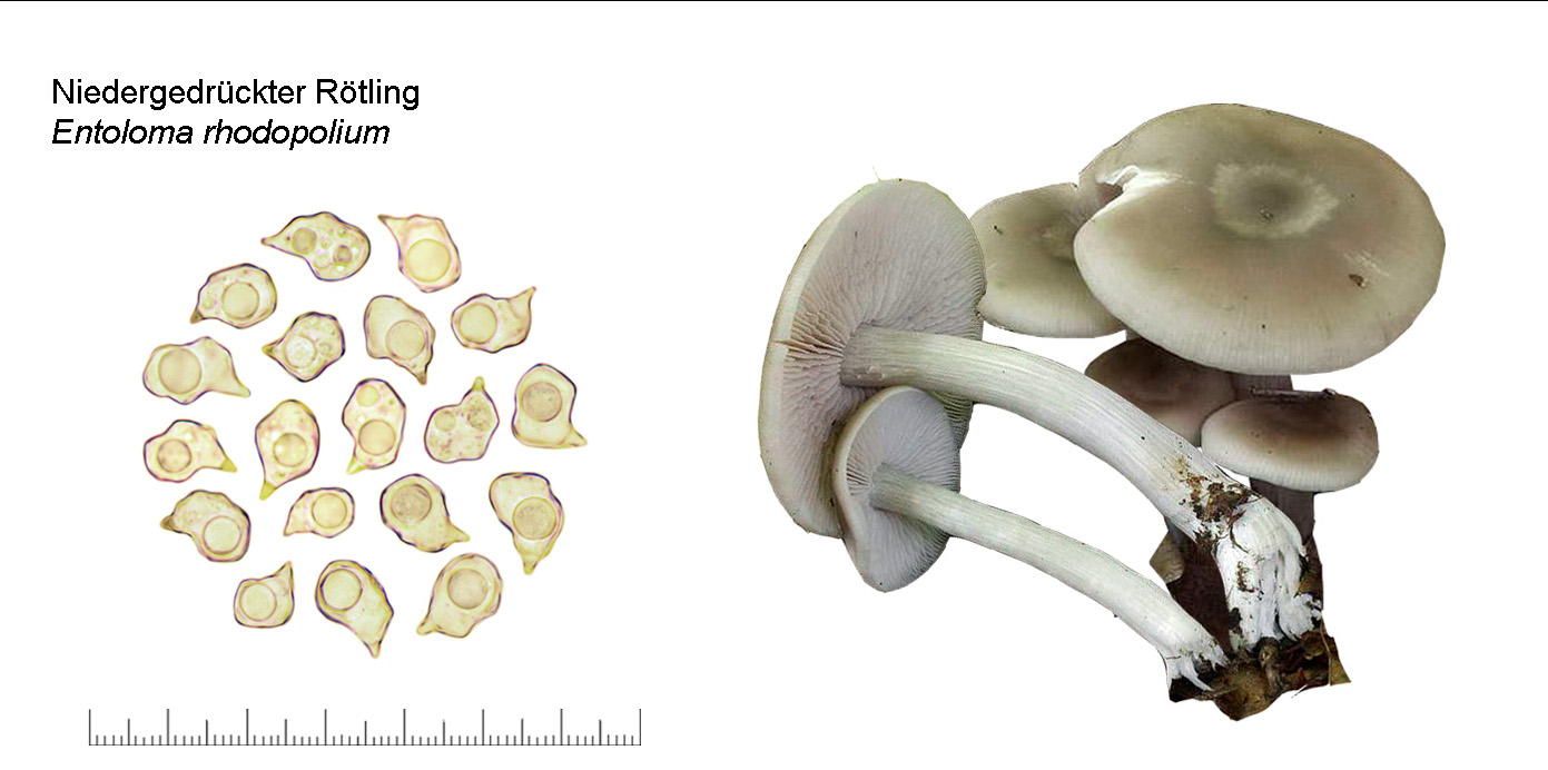 Entoloma rhodopolium, Niedergedrckter Rtling